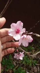 アーモンド 2016 3/22