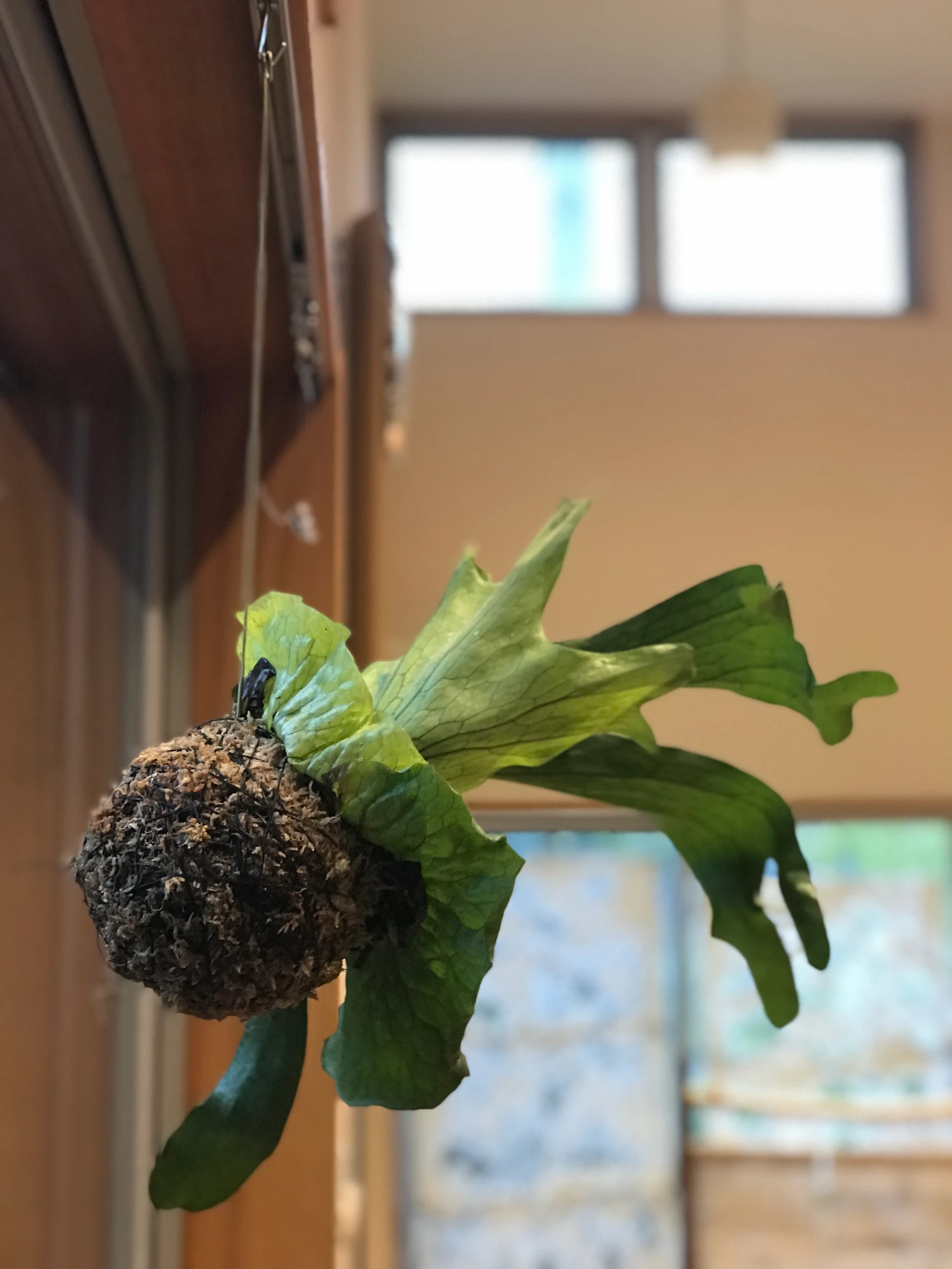 真鍮の棒と苔玉のコウモリラン。