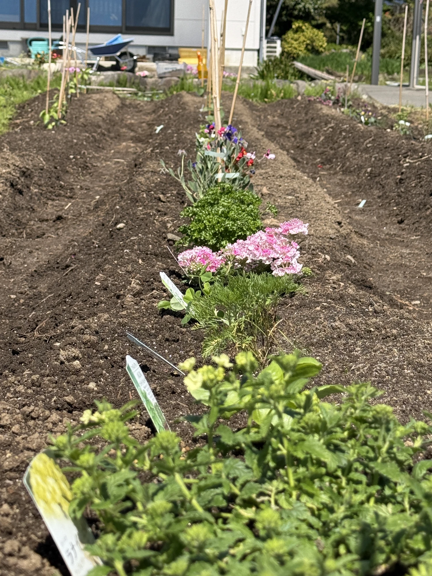 花の畝。食べる花と、飾る花。